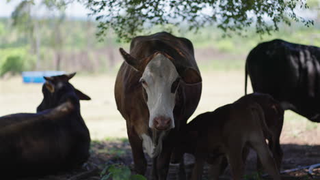 a peaceful shot of cows grazing under a tree in a rural farm. the cattle are resting and enjoying the calm nature of the field.
