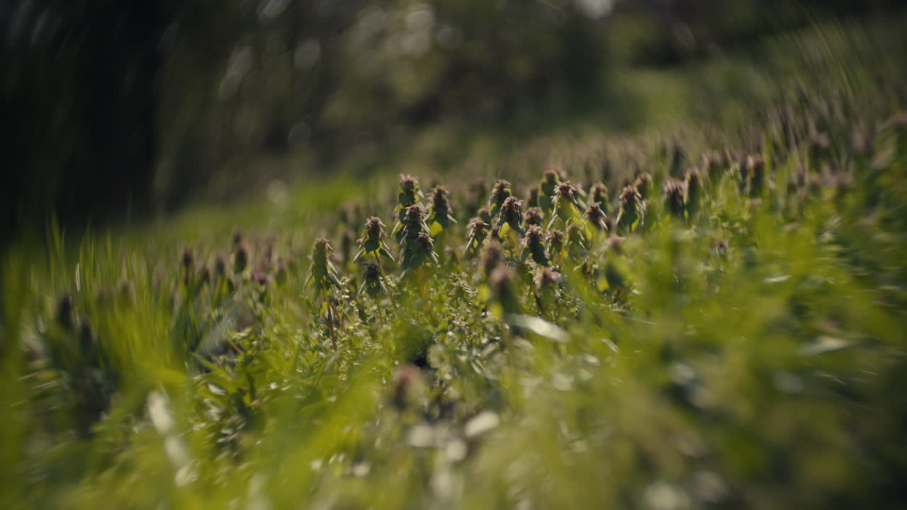 Close-up of flowers and grass in a meadow