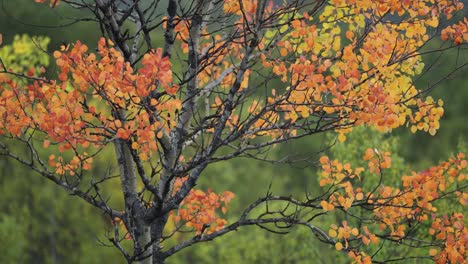 bright autumn foliage on the birch tree in the tundra landscape