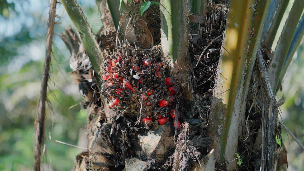 Oil Palm Fruit Cluster