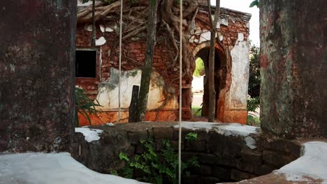 crane shot from water well of tree grew in old house in paraguay