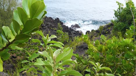 vibrant green plants along the coast of the big island hawaii wave in the wind with the pacific ocean crashing onto shore behind them