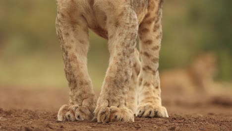 Primer-Plano-Recortado-De-Las-Piernas-Fuertes,-Las-Patas-Y-El-Pelaje-Manchado-De-Un-Cachorro-De-León-En-Zimanga,-Sudáfrica