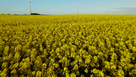 aerial view of endless yellow canola meadow in blossom and windmills for electric power production on sky background in europe