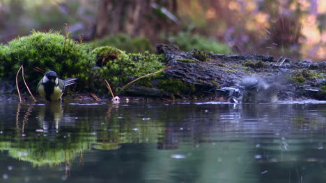 Great-tit-one-joining-the-other-bathing-in-forest-pool,-splashing-droplets-around