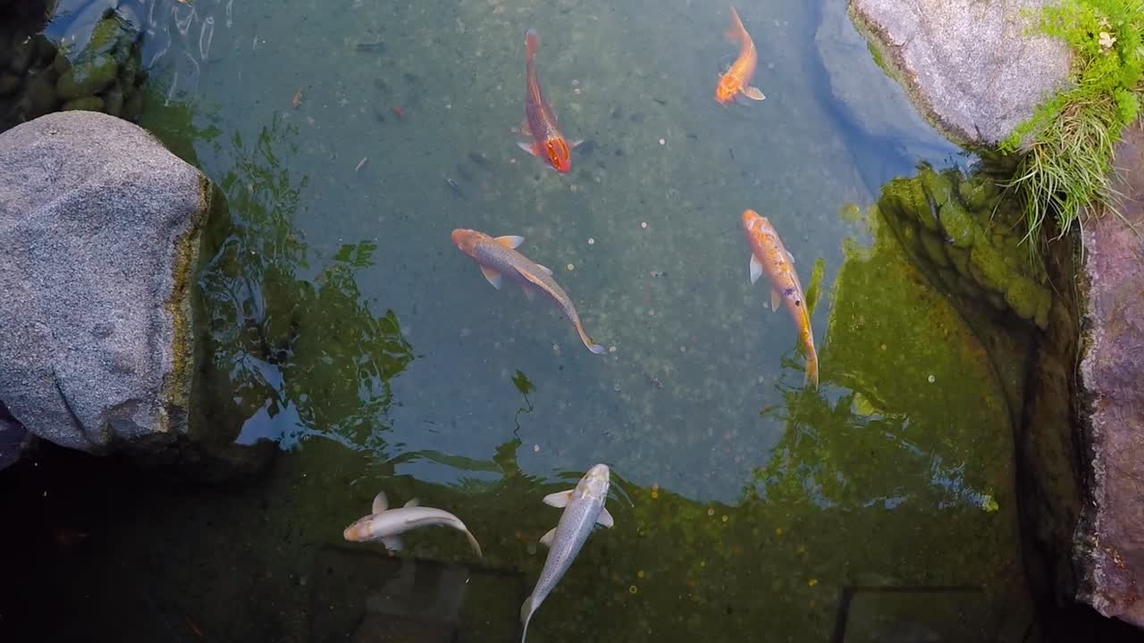 공공 공원의 황금 물고기, 위에서 본 모습