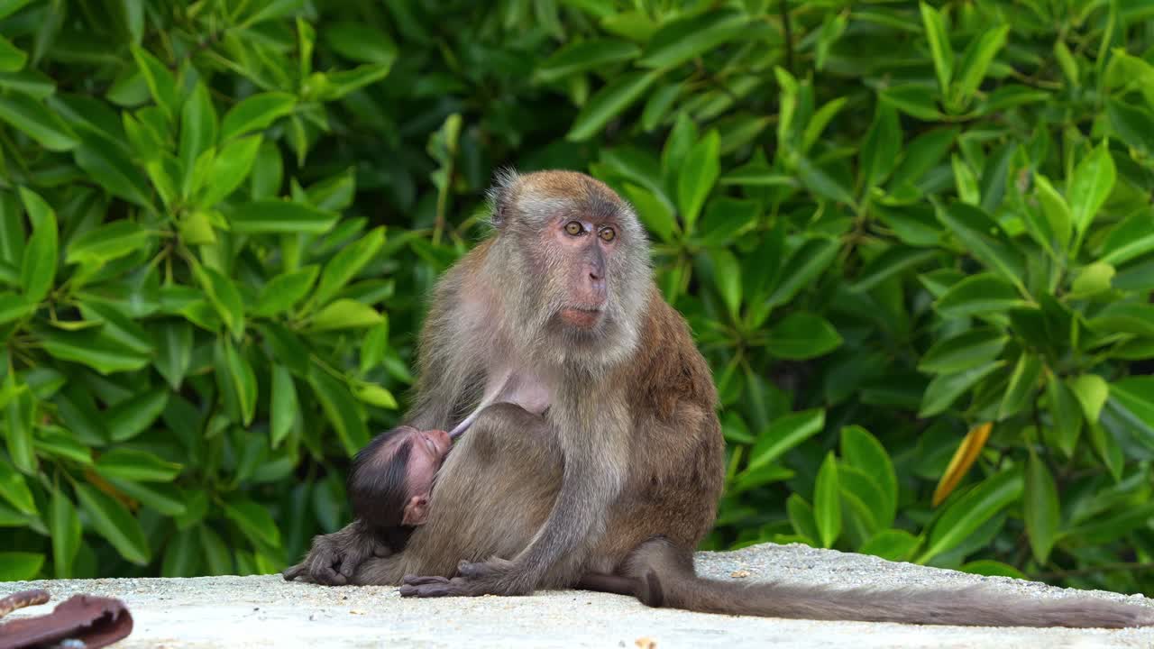una madre macaco de cola larga, macaca fascicularis amamantando y amamantado a su bebé en su regazo en un parque urbano, toma de primer plano