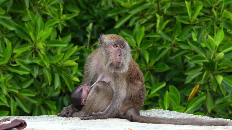 A mother long-tailed macaque, macaca fascicularis breastfeeding and nursing her infant on her lap in an urban park, close up shot