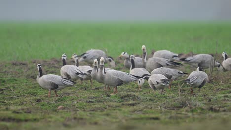 ganso de cabeza de barra pastando en campos de trigo