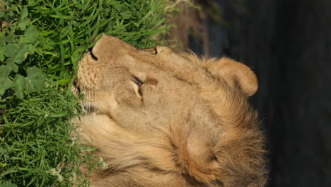 vertical view of a young male mane lion eating grass