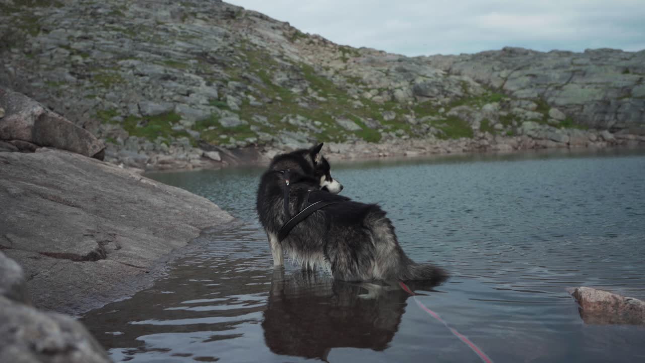 perro malamute de alaska en las aguas poco profundas del lago en noruega - amplio