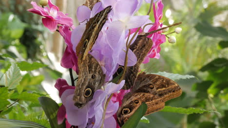 Close-up-view-of-black-and-brown-butterflies-drinks-nectar-from-vibrant-purple-flowers-in-the-Imperial-garden,-Vienna-on-a-bright-sunny-day