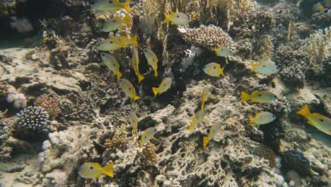 Group-of-yellow-fish-swimming-together-close-to-a-rock-wall-in-4k