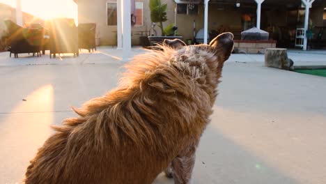 old-scraggly-dog-taking-in-the-sun-rays-at-sunset-in-the-backyard-of-a-suburban-home