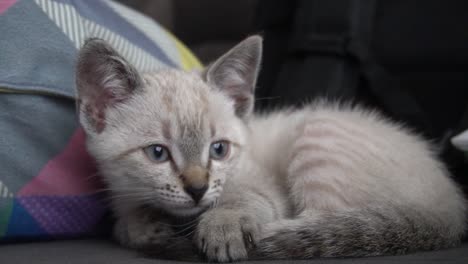 el pequeño gato tiene miedo del movimiento de la cámara, pero no sabe que podría convertirse en una superestrella si desarrolla su talento en la actuación.