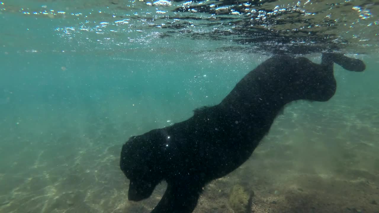 검은 개는 물 표면에서 수영하고 바다 바닥에 돌을 찾기 위해 다이빙합니다. 수중, 4k-60fps. 적해, dahab, 이집트.