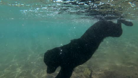 el perro negro nada en la superficie del agua y se sumerge en busca de piedras en el fondo del mar. disparo submarino, 4k-60fps. mar rojo, dahab, egipto