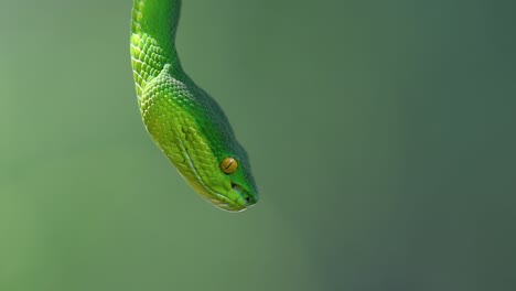 The-White-lipped-Pit-Viper-is-a-venomous-pit-viper-endemic-to-Southeast-Asia-and-is-often-found-during-the-night-waiting-on-a-branch-or-limb-of-a-tree-near-a-body-of-water-with-plenty-of-food-items