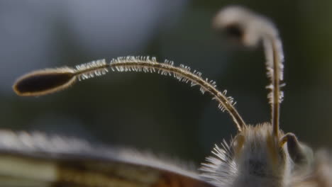 close-up of butterfly antennae