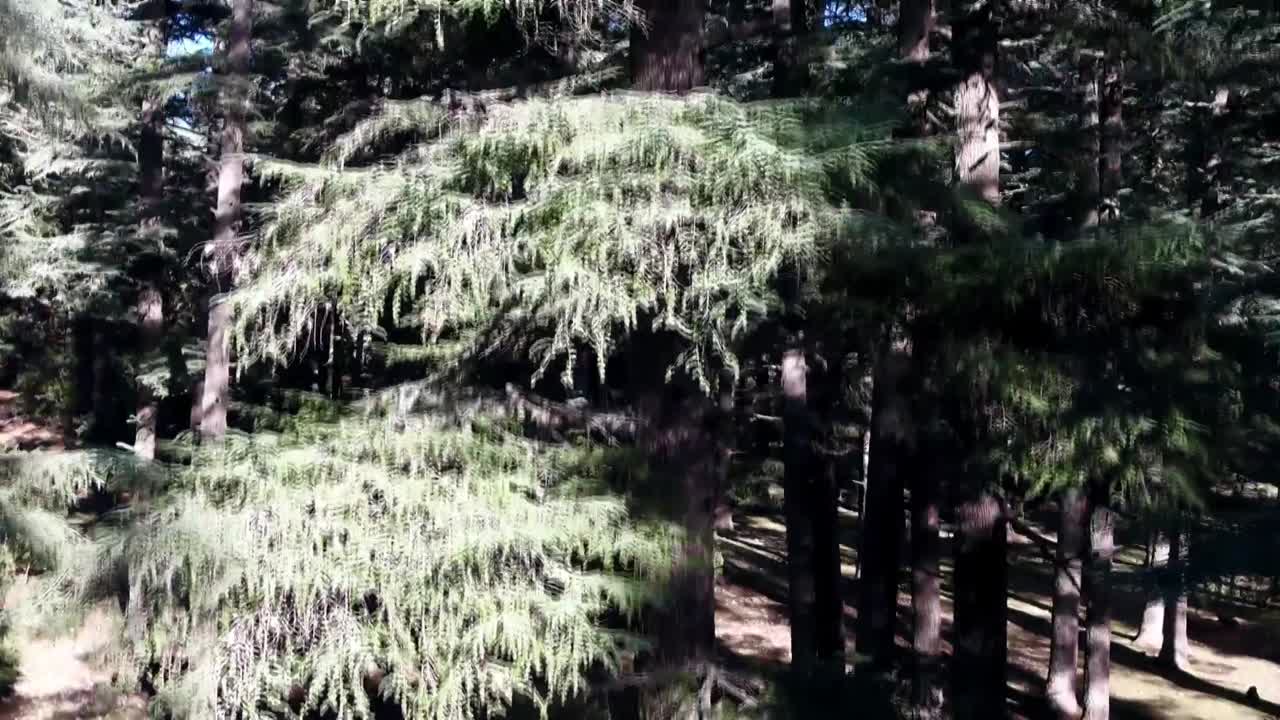 Ripresa aerea con drone in panoramica verticale che cattura un maestoso cedro dell'Atlante dal basso verso l'alto. Rivela il tronco dalla texture pronunciata e la chioma verde illuminata dal sole nella foresta del Medio Atlante.