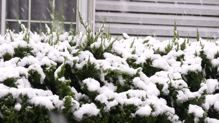 Una splendida nevicata a Toyama, Giappone, con neve delicata che copre una recinzione fiorita e una casa accogliente sullo sfondo, creando una serena scena invernale.