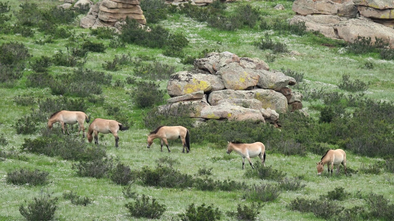 Przewalski-Pferde grasen in einer felsigen mongolischen Landschaft