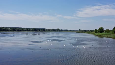 trumpeter swan parents with cygnets on river. beautiful proud birds with chicks. wildlife beauty. video from above.
