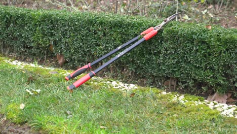 hedge clippers resting on a green hedge