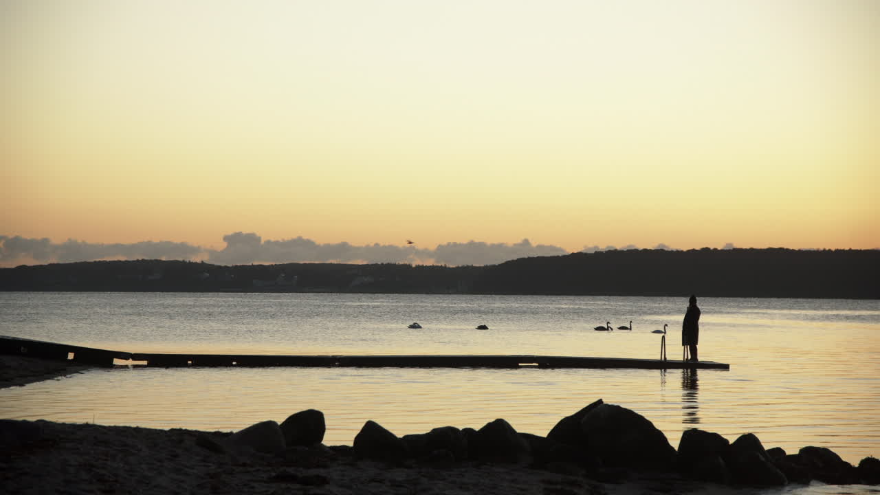 평화로운 해변 실루엣에서 아침에 음소거 백조를 보는 여자 평화로운