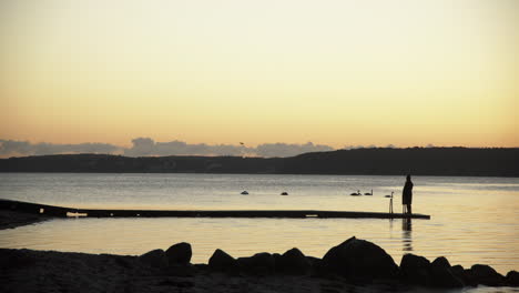 Woman-watching-mute-swans-in-the-morning-at-a-peaceful-beach-silhouettes-peaceful