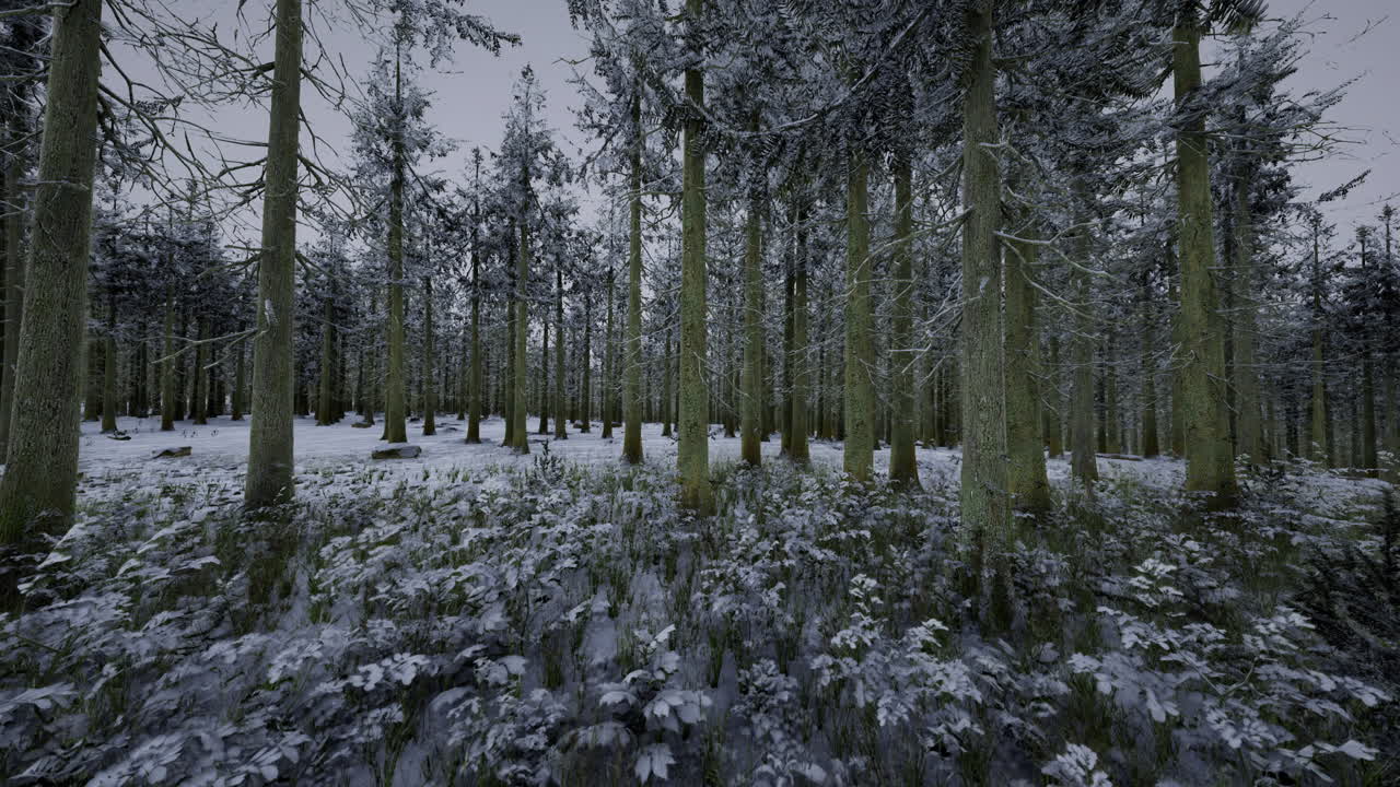 겨울철에 높은 나무가 있는 눈 인 숲 풍경