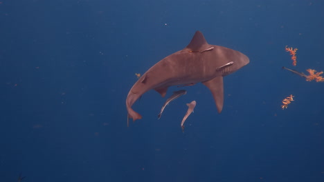 el tiburón toro nada a través del cuadro en el océano azul vacío