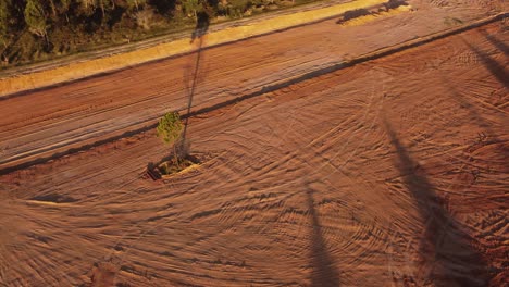 Aerial-top-down-orbiting-around-only-tree-in-deforested-field,-Punta-del-Diablo-at-sunset