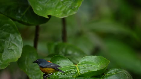 Ein-Wunderschöner-Kleiner-Vogel-Namens-Olive-backed-Tailorbird-Spielt-Im-Wasser-Auf-Einem-Grünen-Blatt