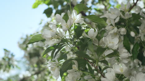 White tree flowers blossoming in closeup. Sunbeams falling on apple flowers.