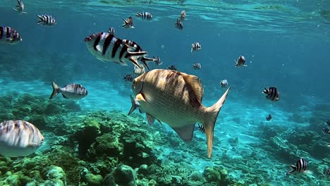 Wunderschöne-Rifffische,-Die-Im-Kristallklaren-Blauen-Wasser-Am-Meer-Schwimmen