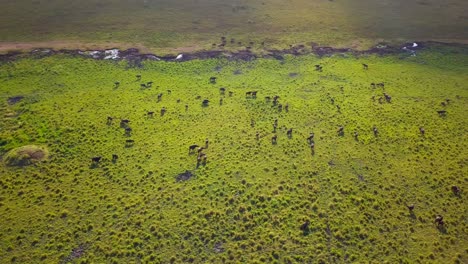 buffalo herd roaming the lush green landscape of kidepo national park, uganda's vastness and natural beauty of the african savanna, drone oribiting and revealing shot