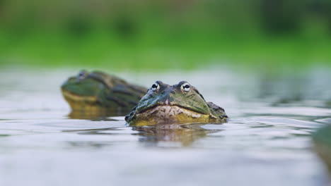 Mating-Season-For-Huge-African-Bullfrogs-In-A-Pond-In-Central-Kalahari-Game-Reserve,-Botswana