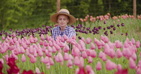 female farmer examining pink tulip flowers at field 5