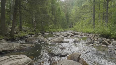 forest stream flowing through rocks