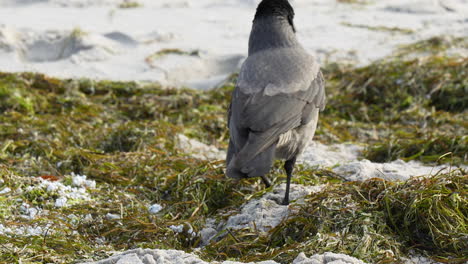 Un-Cuervo-Alimentándose-En-Una-Playa-Cubierta-De-Algas,-Con-Sus-Plumas-Erizadas-Por-La-Brisa-Costera