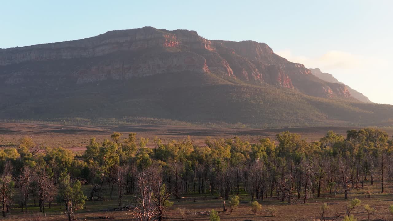 Rising drone telephoto view of Rawnsley Bluff with sunlit trees in Flinders Ranges, South Australia