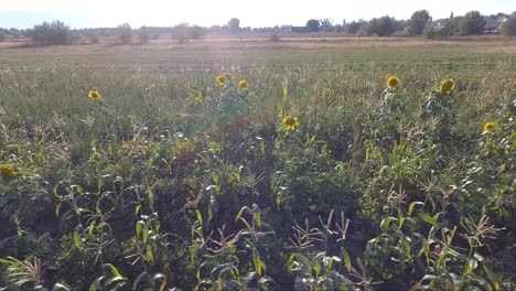 los girasoles brillan al sol y bailan con la brisa mientras un dron captura la escena desde un paso de baja altitud