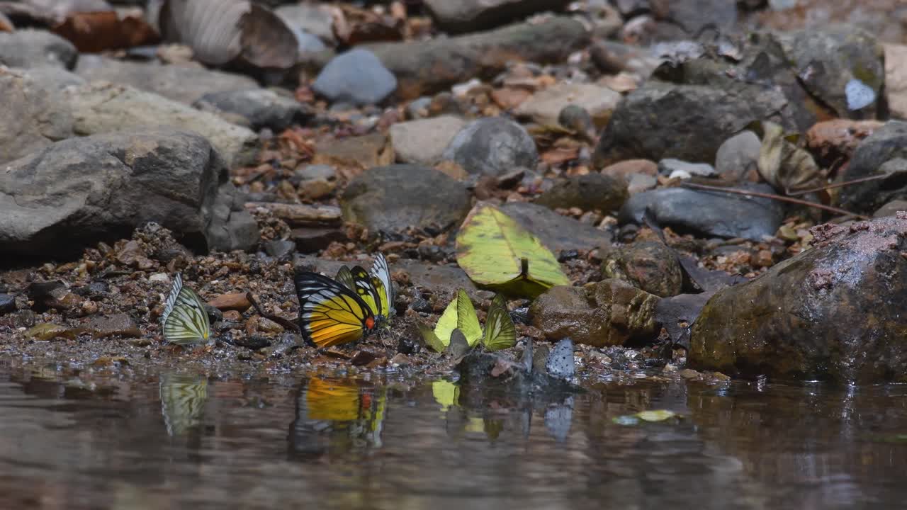 4K Aggregation of Yellow Common Gull butterflies mud puddling, seek out nutrients by the stream in Kaeng Krachan National Park Thailand Asia