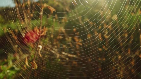 la tela de araña balanceándose con el viento, temprano en la mañana 4k