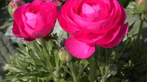 beautiful yellow ranunculus asiaticus flower in spring