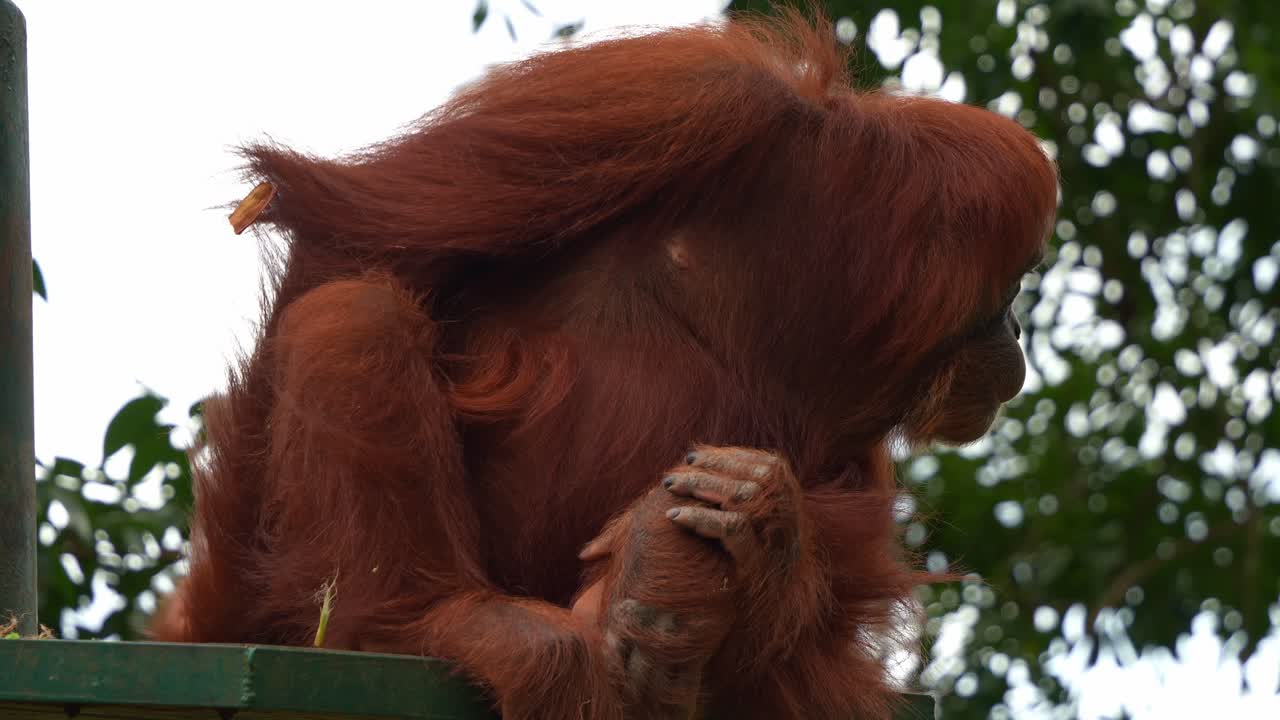 Orangutan sitting on the platform in a wildlife enclosure, wondering around the surroundings, close up shot of critically endangered animal species.