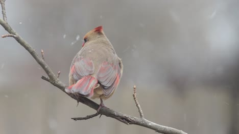 Close-up-of-birds-on-a-branch-ice-and-snow-winter-day