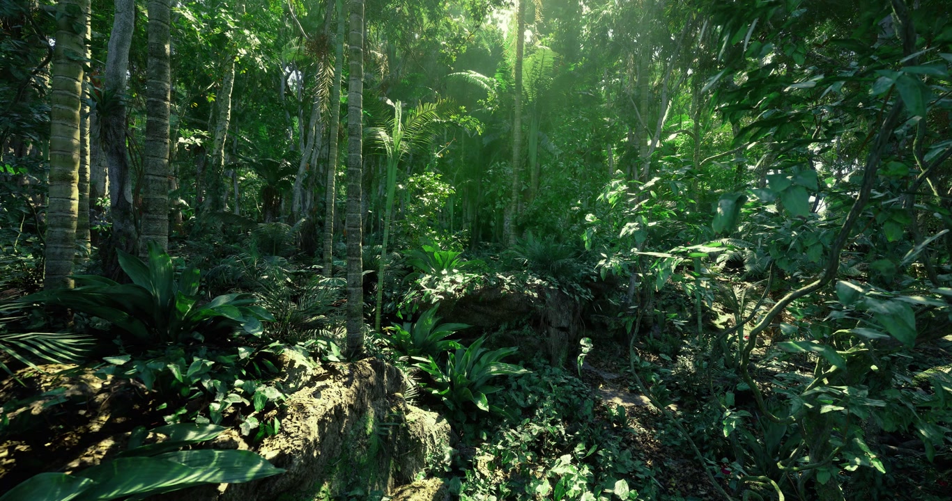 Sunlight measurement illuminating lush green forest from above