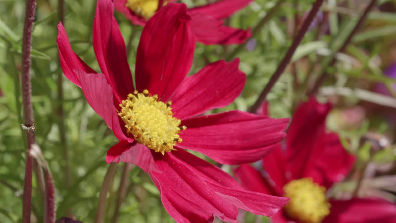 범블비는 빨간색 진드기에 착지하고 날아갑니다 - 4k 60fps